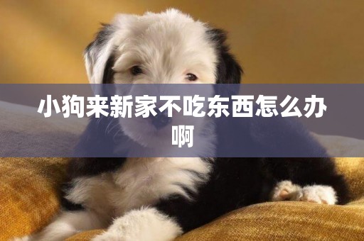 小狗來新家不吃東西怎么辦啊