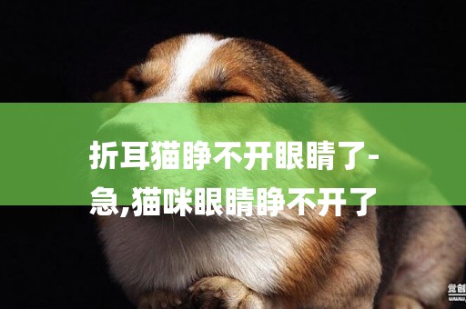 折耳貓睜不開眼睛了-
急,貓咪眼睛睜不開了