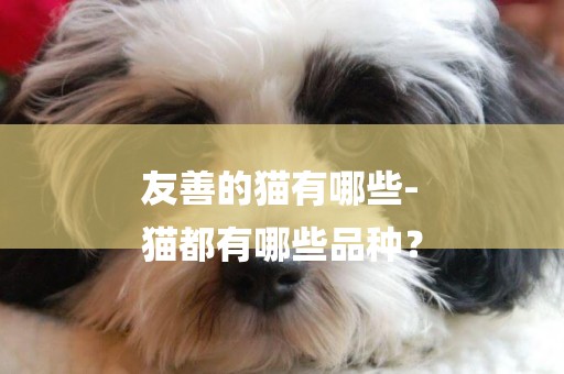 友善的貓有哪些-
貓都有哪些品種？
