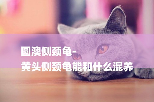 圓澳側頸龜-
黃頭側頸龜能和什么混養
