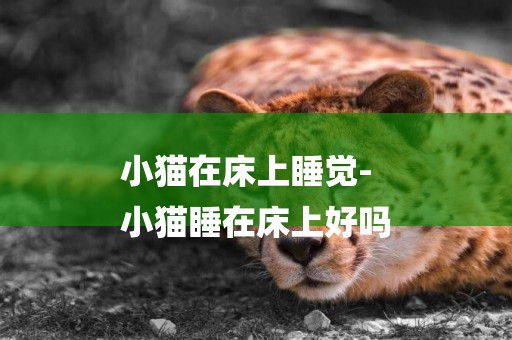 小貓在床上睡覺-
小貓睡在床上好嗎