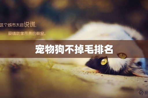 寵物狗不掉毛排名