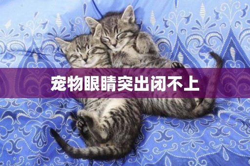 寵物眼睛突出閉不上