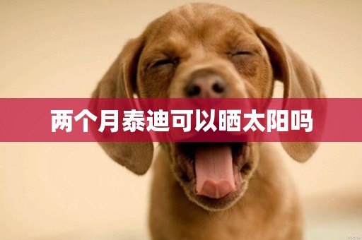 兩個月泰迪可以曬太陽嗎