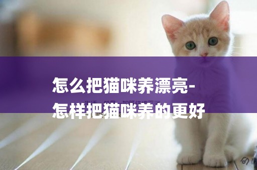 怎么把貓咪養漂亮-
怎樣把貓咪養的更好