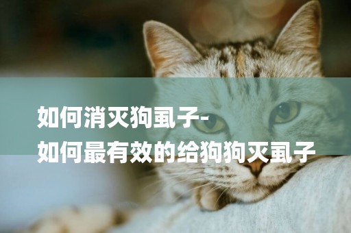 如何消滅狗虱子-
如何最有效的給狗狗滅虱子