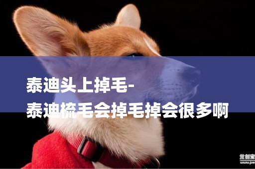 泰迪頭上掉毛-
泰迪梳毛會掉毛掉會很多啊