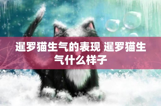 暹羅貓生氣的表現 暹羅貓生氣什么樣子