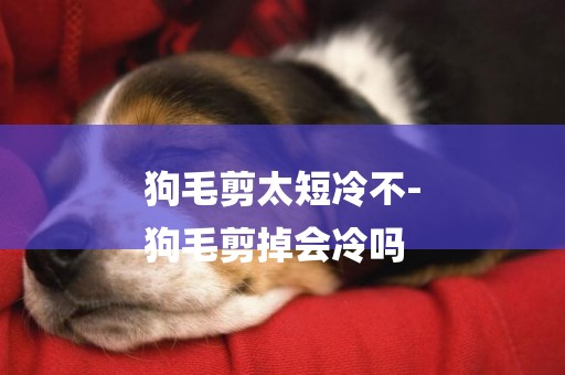 狗毛剪太短冷不-
狗毛剪掉會冷嗎