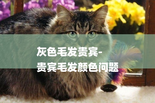 灰色毛發貴賓-
貴賓毛發顏色問題