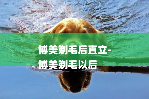 博美剃毛后直立-
博美剃毛以后