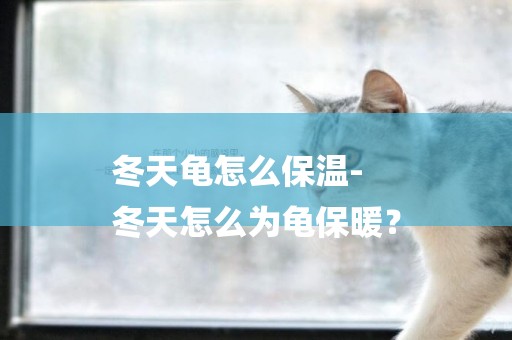 冬天龜怎么保溫-
冬天怎么為龜保暖？