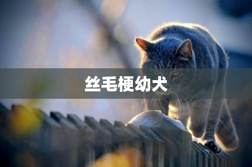 絲毛梗幼犬