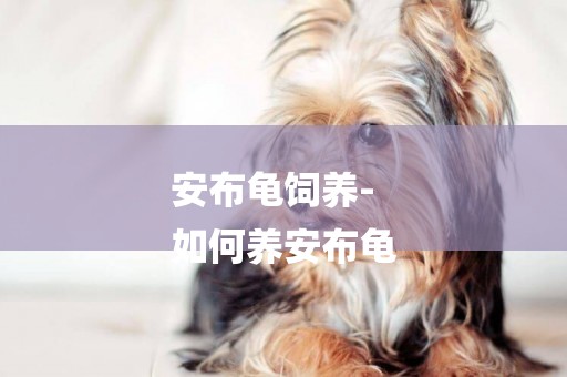 安布龜飼養-
如何養安布龜