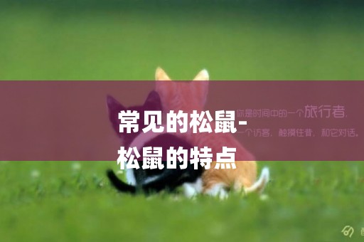 常見的松鼠-
松鼠的特點