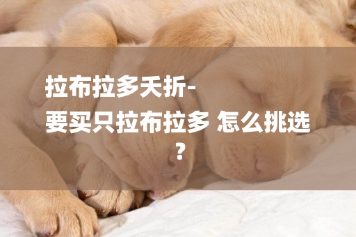 拉布拉多夭折-
要買只拉布拉多 怎么挑選？