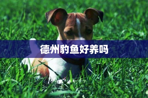 德州豹魚好養嗎