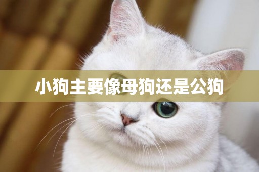 小狗主要像母狗還是公狗