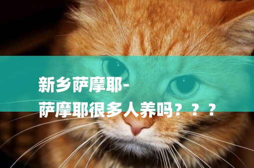 新鄉薩摩耶-
薩摩耶很多人養嗎？？？