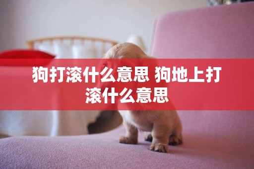 狗打滾什么意思 狗地上打滾什么意思