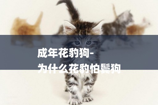 成年花豹狗-
為什么花豹怕鬢狗