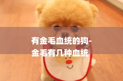 有金毛血統的狗-
金毛有幾種血統