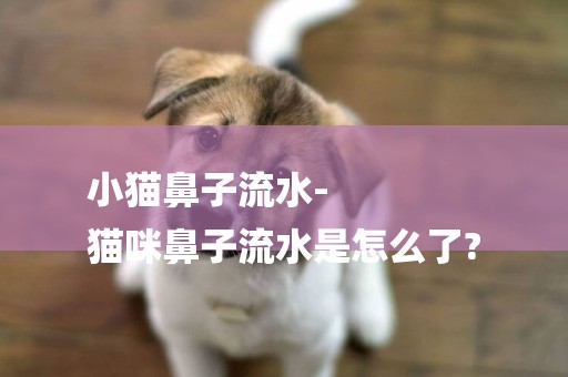 小貓鼻子流水-
貓咪鼻子流水是怎么了?