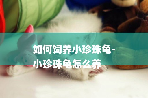 如何飼養小珍珠龜-
小珍珠龜怎么養