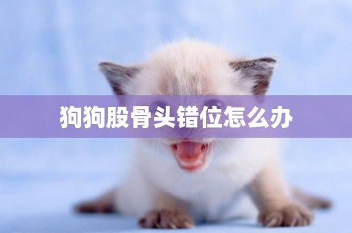 狗狗股骨頭錯位怎么辦
