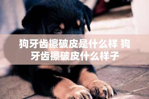 狗牙齒擦破皮是什么樣 狗牙齒擦破皮什么樣子