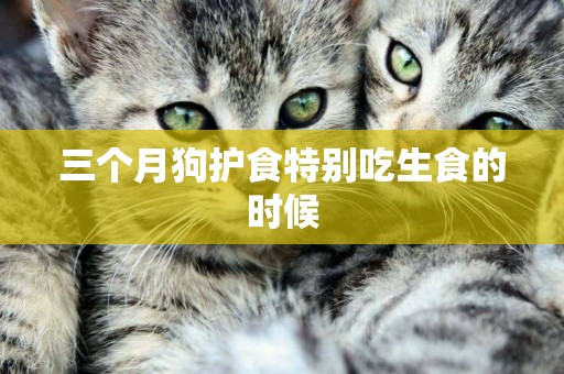 三個月狗護食特別吃生食的時候