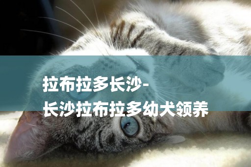 拉布拉多長沙-
長沙拉布拉多幼犬領養