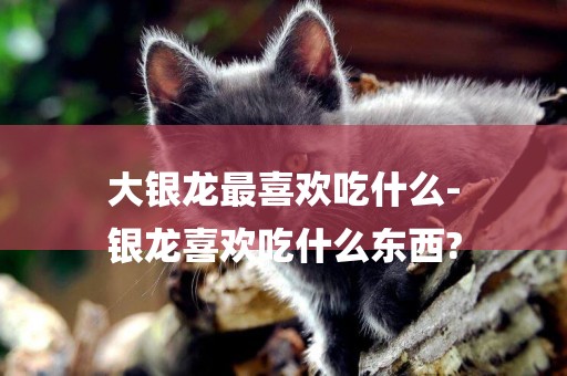 大銀龍最喜歡吃什么-
銀龍喜歡吃什么東西?