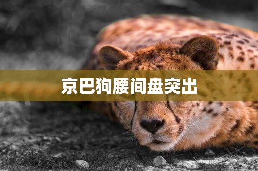 京巴狗腰間盤突出