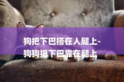 狗把下巴搭在人腿上-
狗狗把下巴靠在腿上