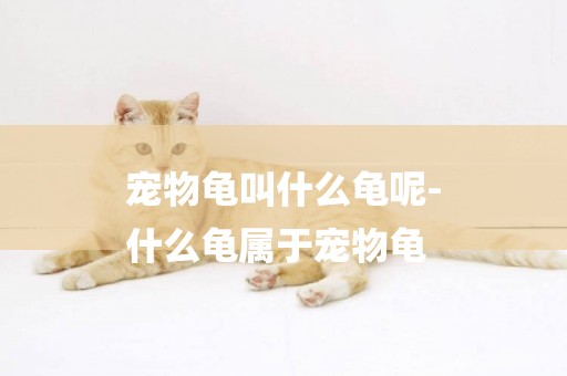 寵物龜叫什么龜呢-
什么龜屬于寵物龜