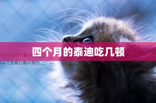 四個月的泰迪吃幾頓