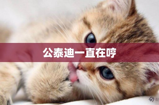 公泰迪一直在哼