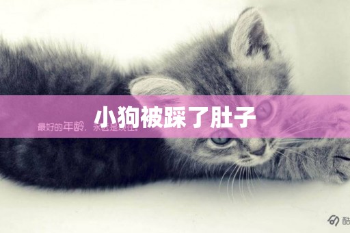 小狗被踩了肚子