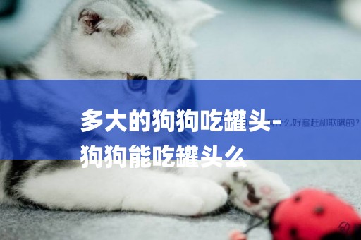多大的狗狗吃罐頭-
狗狗能吃罐頭么