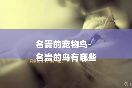 名貴的寵物鳥-
名貴的鳥有哪些