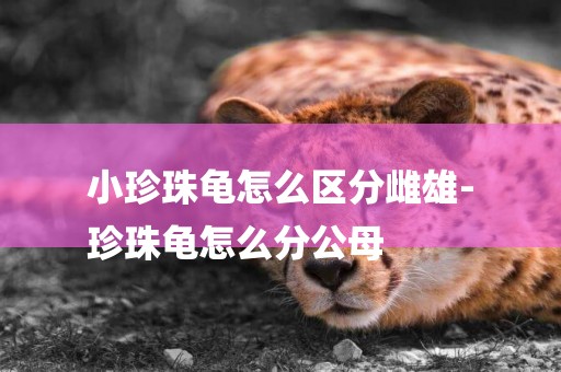 小珍珠龜怎么區分雌雄-
珍珠龜怎么分公母