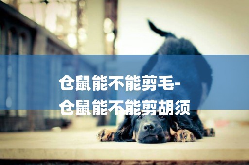 倉鼠能不能剪毛-
倉鼠能不能剪胡須