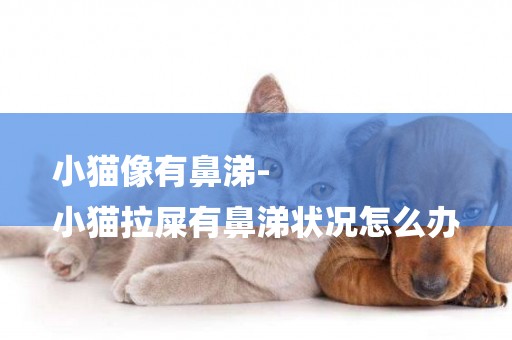 小貓像有鼻涕-
小貓拉屎有鼻涕狀況怎么辦