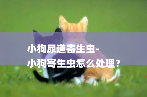 小狗尿道寄生蟲-
小狗寄生蟲怎么處理？
