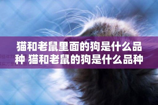 貓和老鼠里面的狗是什么品種 貓和老鼠的狗是什么品種狗