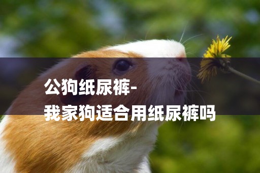 公狗紙尿褲-
我家狗適合用紙尿褲嗎