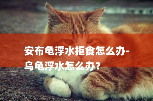安布龜浮水拒食怎么辦-
烏龜浮水怎么辦？