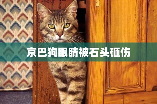 京巴狗眼睛被石頭砸傷