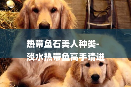 熱帶魚石美人種類-
淡水熱帶魚高手請進